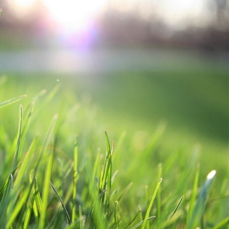 Grass - Landcare Management Ordinance Survey