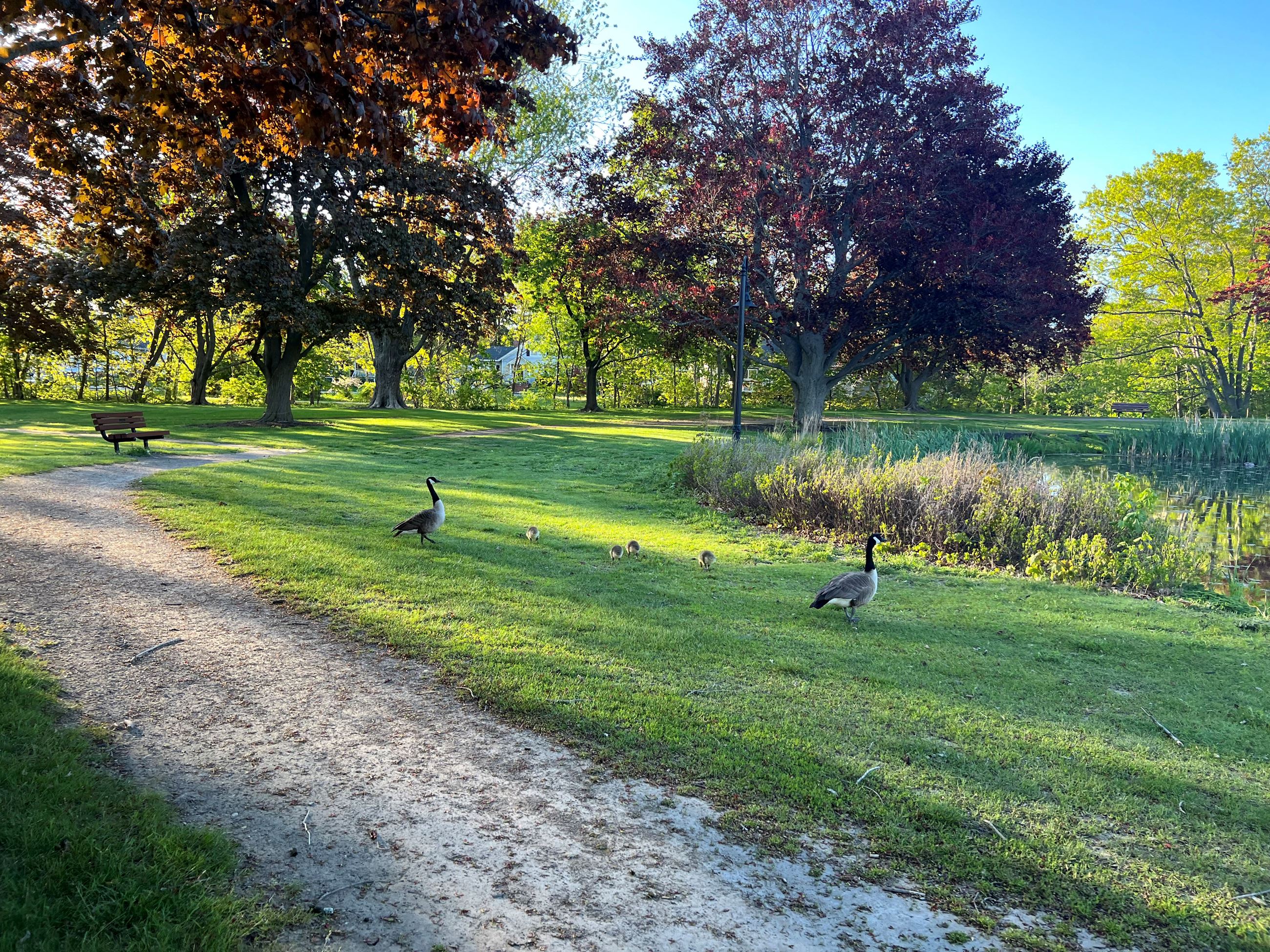 Hinckley Park kids during camp explore the pond