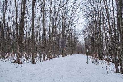 The Greenbelt Walkway